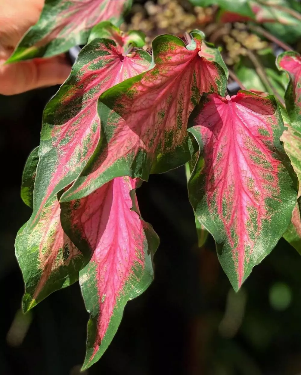 Jenis tanaman keladi berbintik © berbagai sumber Jenis tanaman keladi berbintik © berbagai sumber