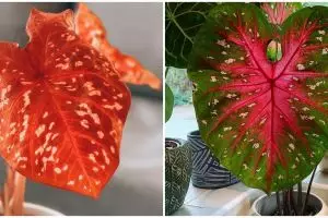 8 Jenis tanaman keladi berbintik yang cantik dengan corak unik