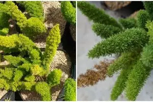 Mengenal tanaman hias ekor tupai dan cara merawatnya