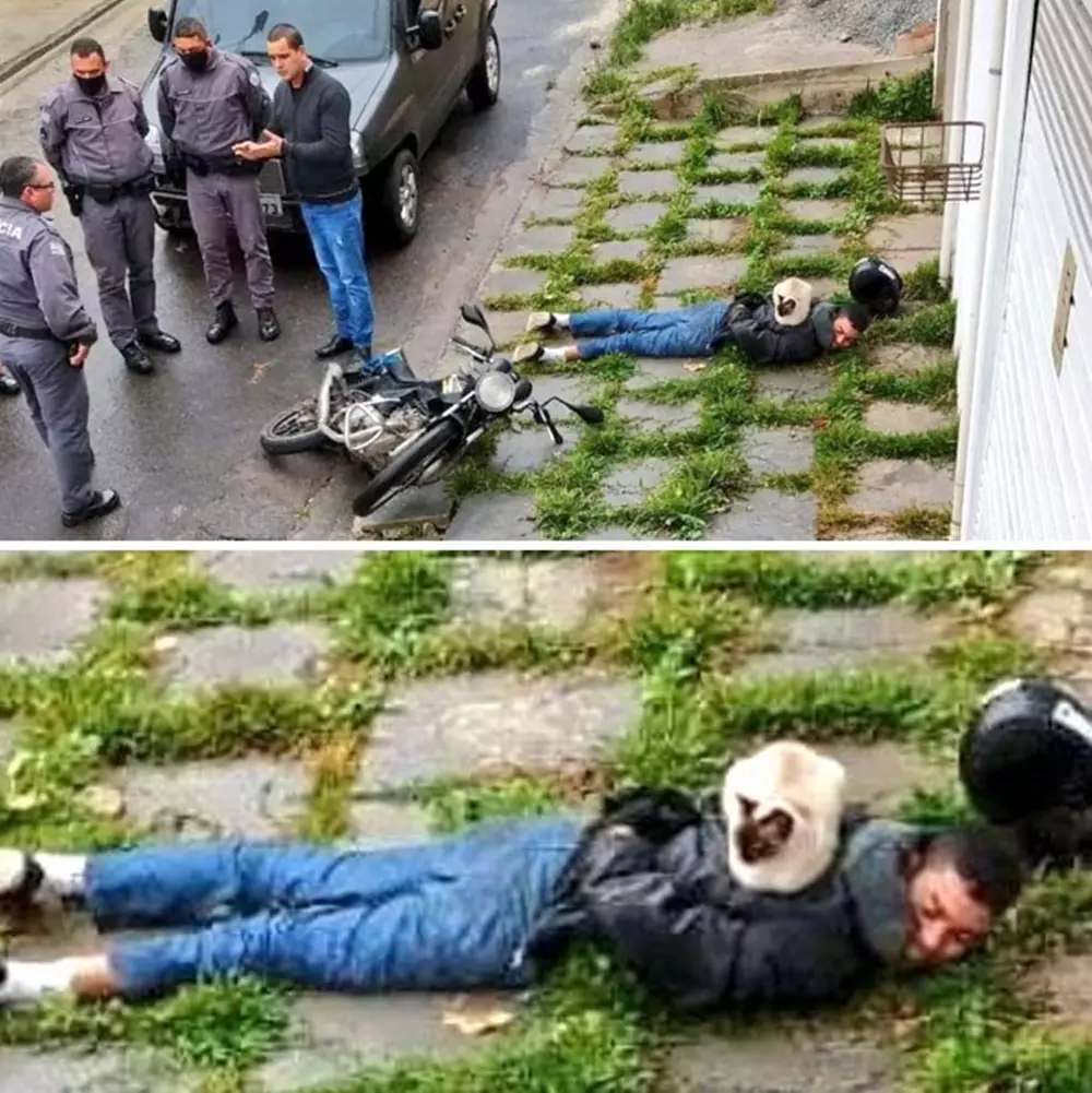 kucing santai di tempat nggak biasa © Twitter kucing santai di tempat nggak biasa © Twitter