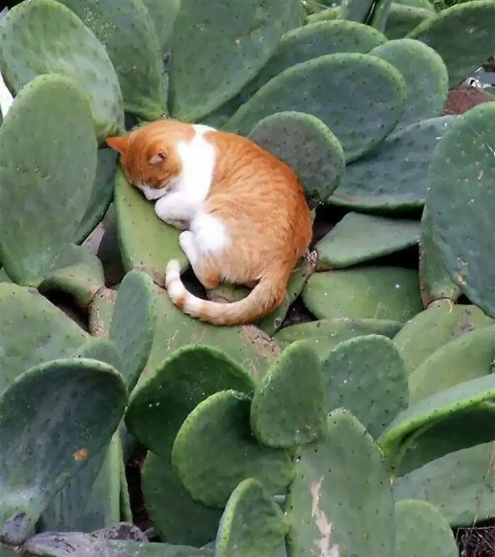 kucing santai di tempat nggak biasa © Twitter kucing santai di tempat nggak biasa © Twitter