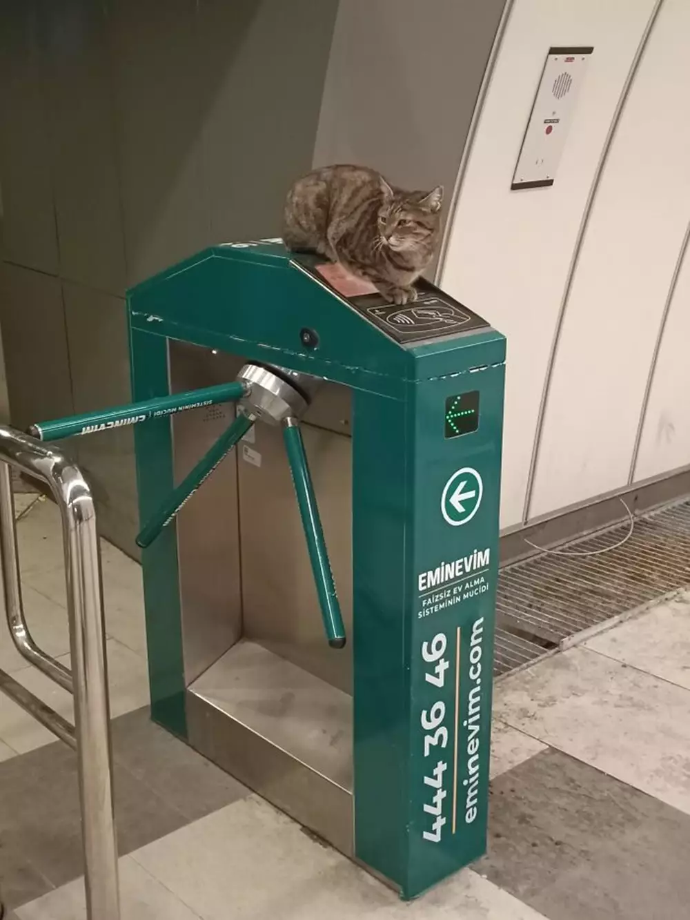 kucing santai di tempat nggak biasa © Twitter kucing santai di tempat nggak biasa © Twitter