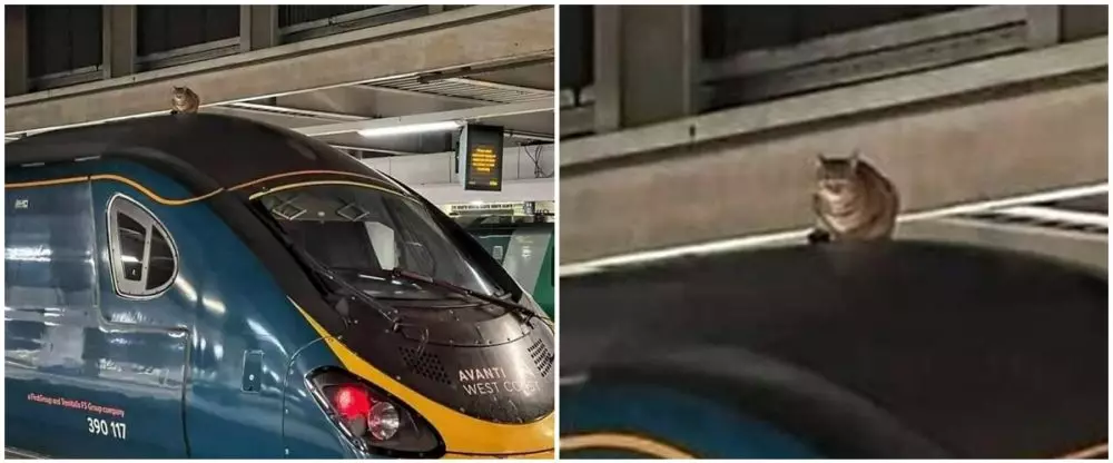 kucing santai di tempat nggak biasa © Twitter kucing santai di tempat nggak biasa © Twitter