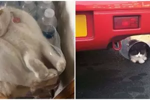 10 Momen santai kucing di tempat nggak biasa ini bikin gigit jari