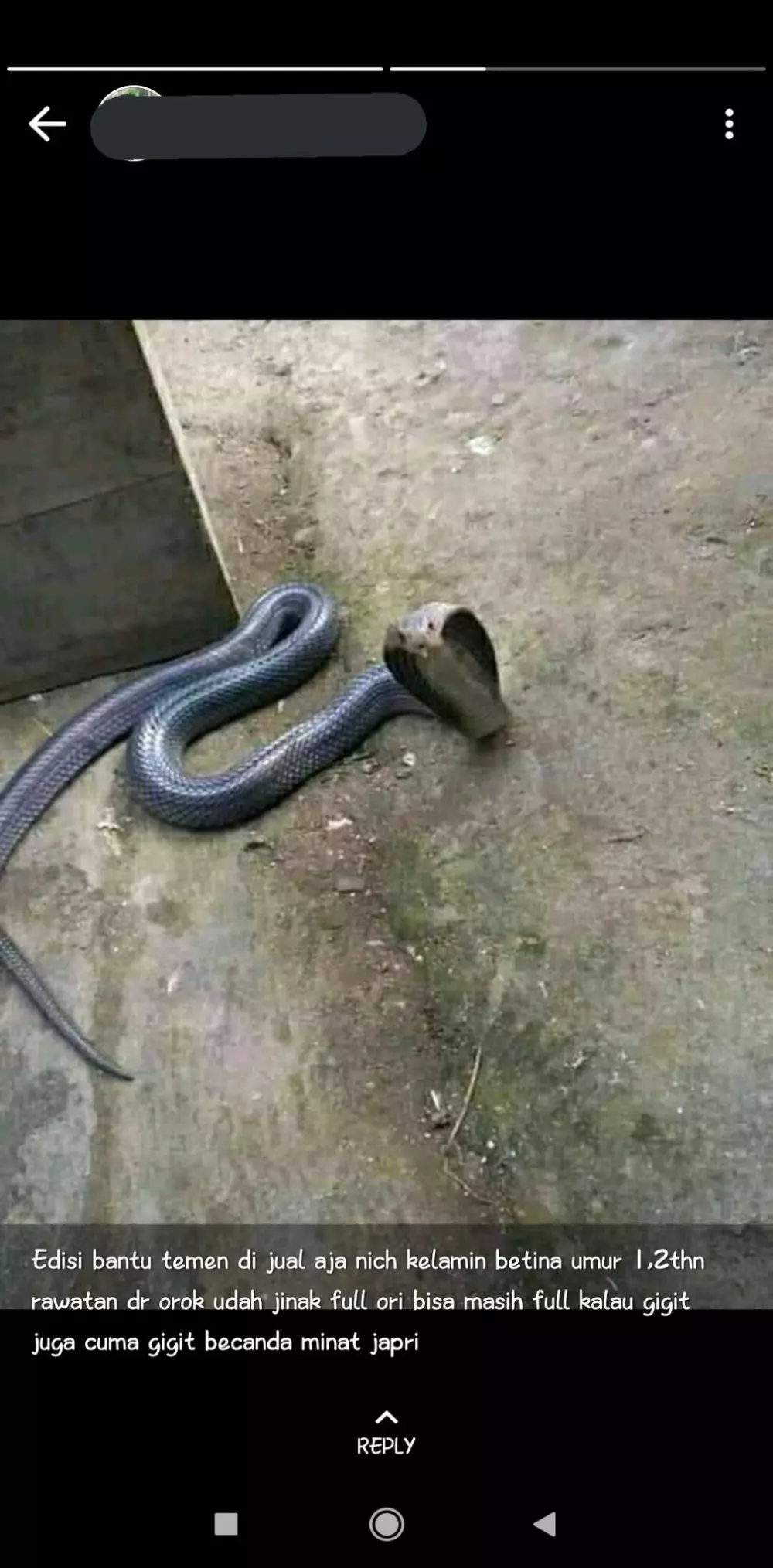 status jualan di wa © Twitter