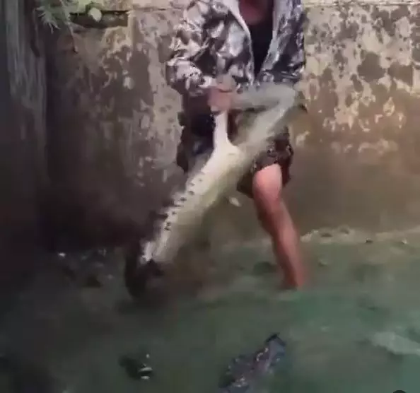 viral pemuda nekat nyemplung kolam buaya Berbagai sumber