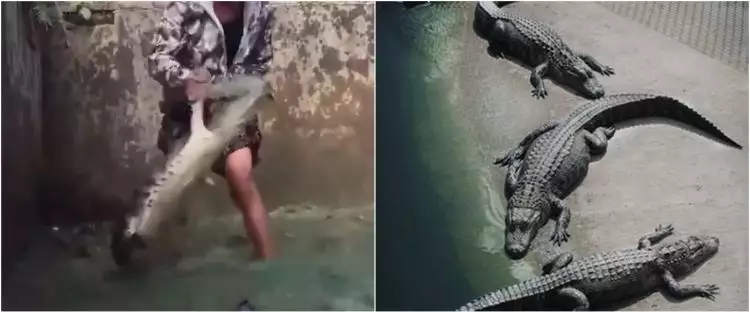 Viral pemuda nyemplung kolam buaya dengan santai, bikin ngeri