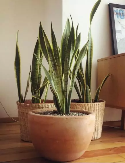 Tanaman hias tumbuh tanpa sinar matahari © berbagai sumber