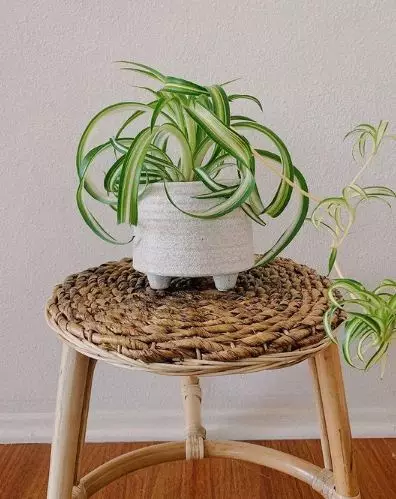 Tanaman hias tumbuh tanpa sinar matahari © berbagai sumber