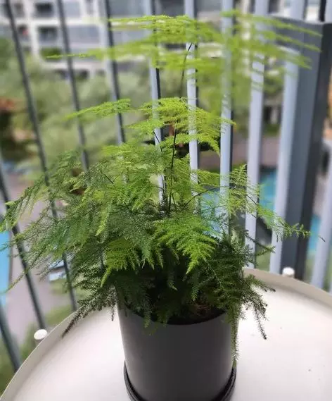 Tanaman hias tumbuh tanpa sinar matahari © berbagai sumber