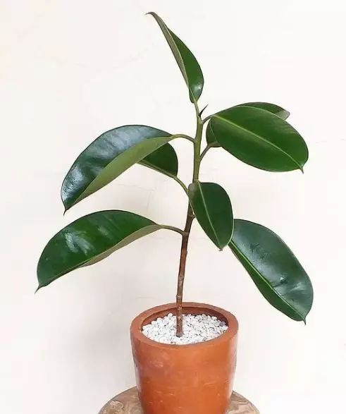 Tanaman hias tumbuh tanpa sinar matahari © berbagai sumber