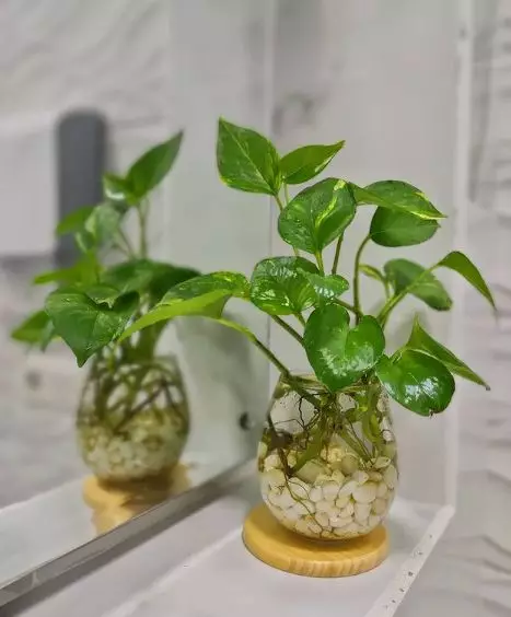 Tanaman hias tumbuh tanpa sinar matahari © berbagai sumber