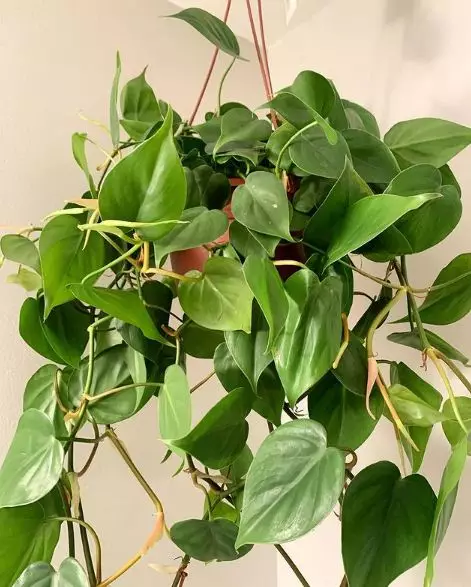 Tanaman hias tumbuh tanpa sinar matahari © berbagai sumber