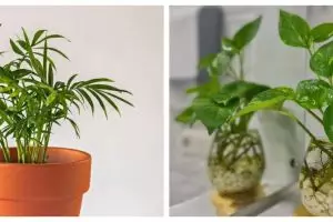9 Tanaman hias tumbuh tanpa sinar matahari, cocok untuk dekorasi rumah