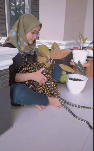 video wanita gendong puluhan ular TikTok video wanita gendong puluhan ular TikTok
