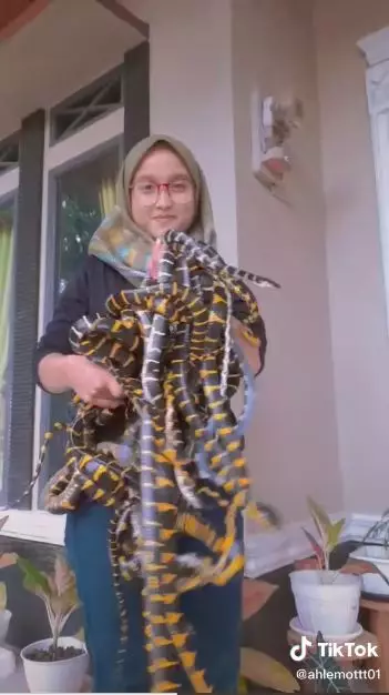 video wanita gendong puluhan ular TikTok video wanita gendong puluhan ular TikTok