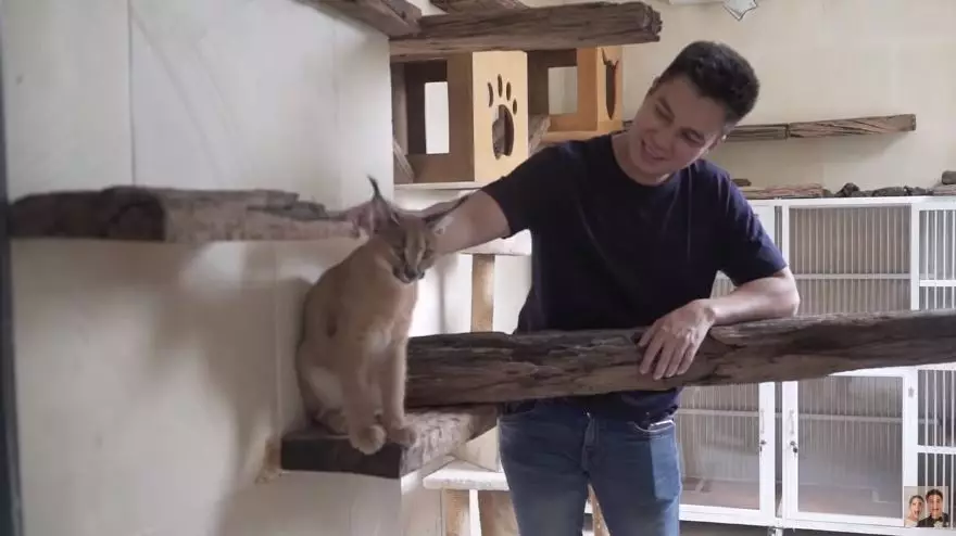 rumah kucing 8 seleb © YouTube