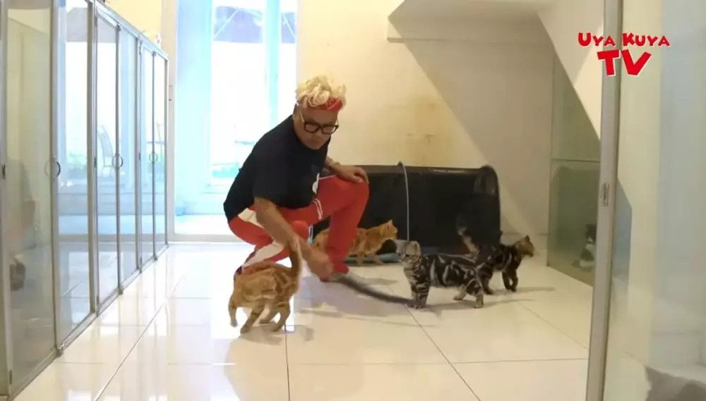 rumah kucing 8 seleb © YouTube