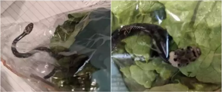 Duh, pembeli ini temukan ular berbisa di dalam plastik sayuran