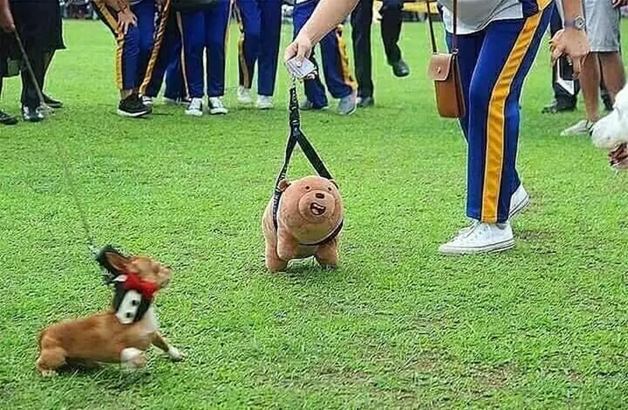 orang bawa binatang peliharaan © 2021 Instagram