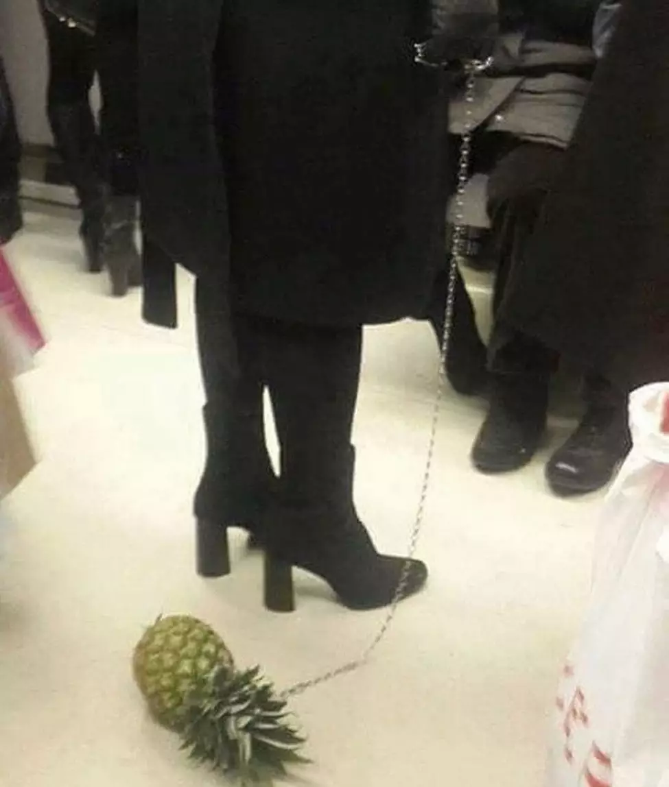 orang bawa binatang peliharaan © 2021 Instagram