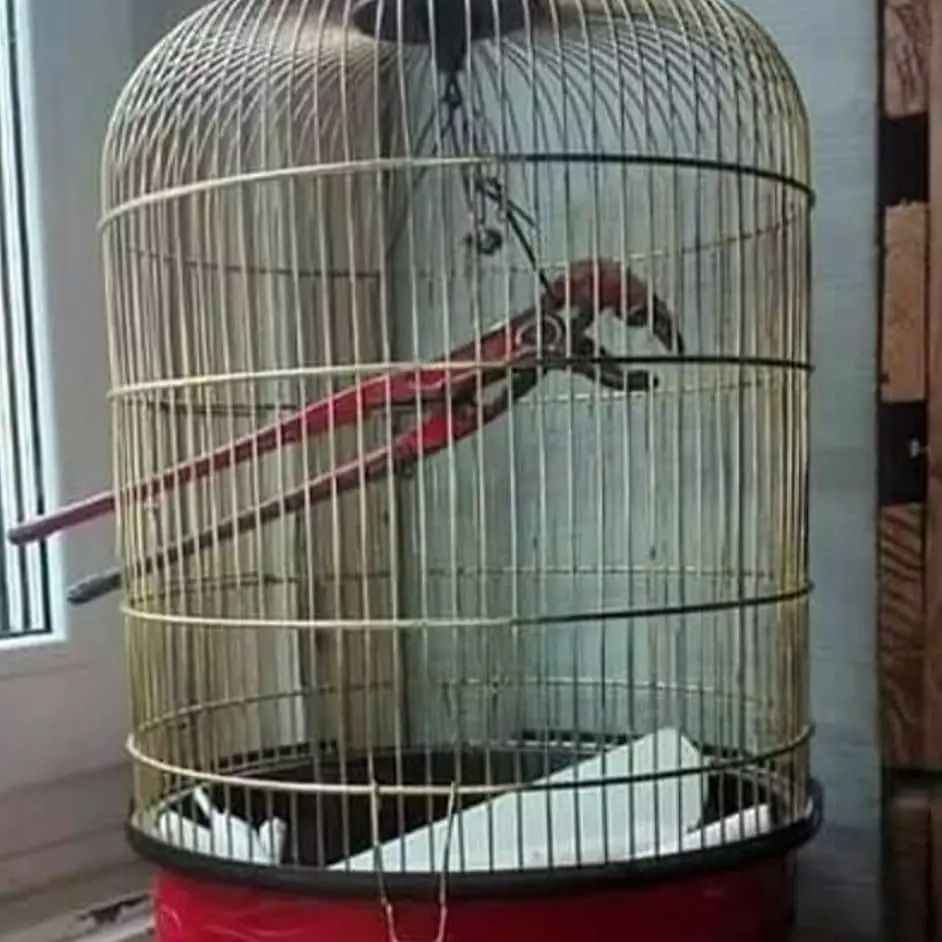 orang bawa binatang peliharaan © 2021 Instagram