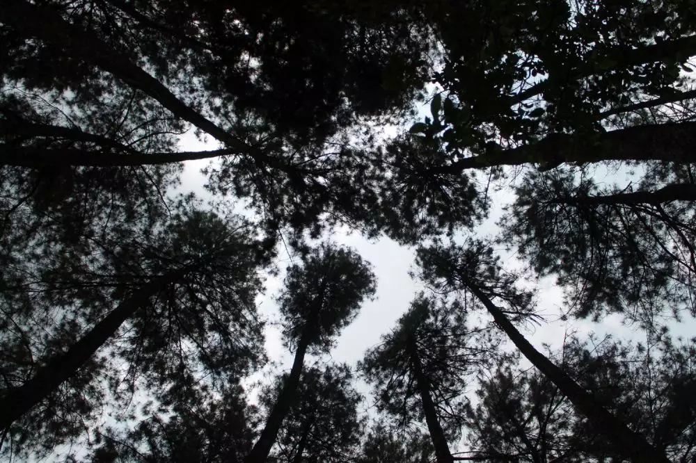 Hari Bumi 2021 © 2021 brilio.net