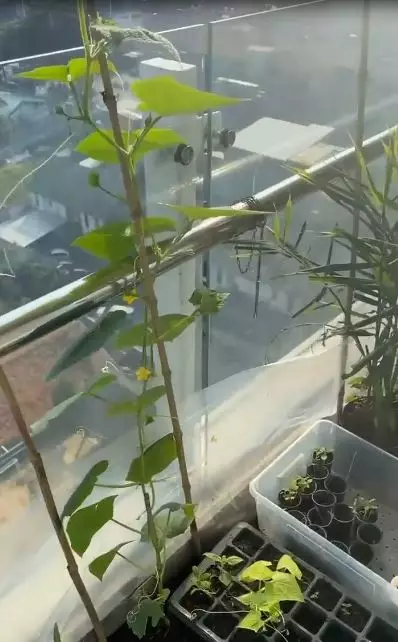 kebun apartemen daniel © Instagram kebun apartemen daniel © Instagram