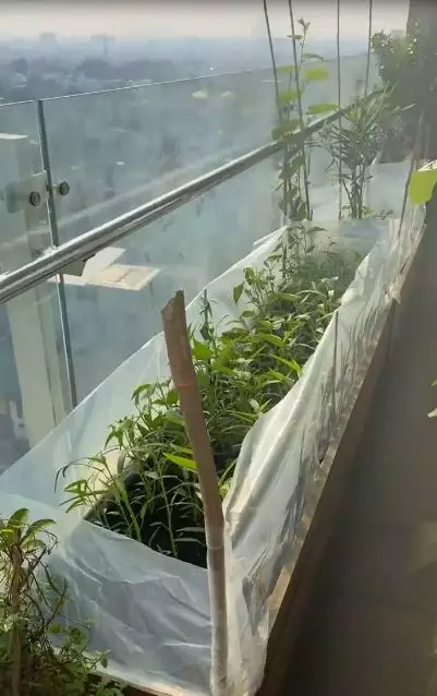 kebun apartemen daniel © Instagram kebun apartemen daniel © Instagram