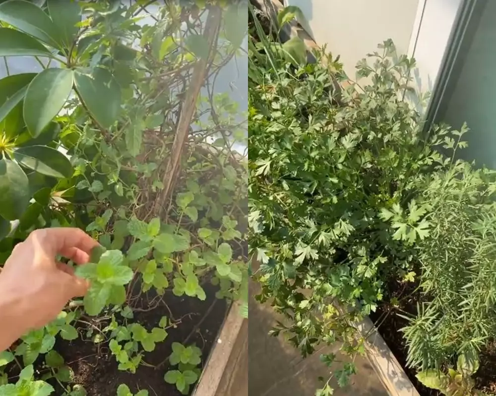 kebun apartemen daniel © Instagram kebun apartemen daniel © Instagram