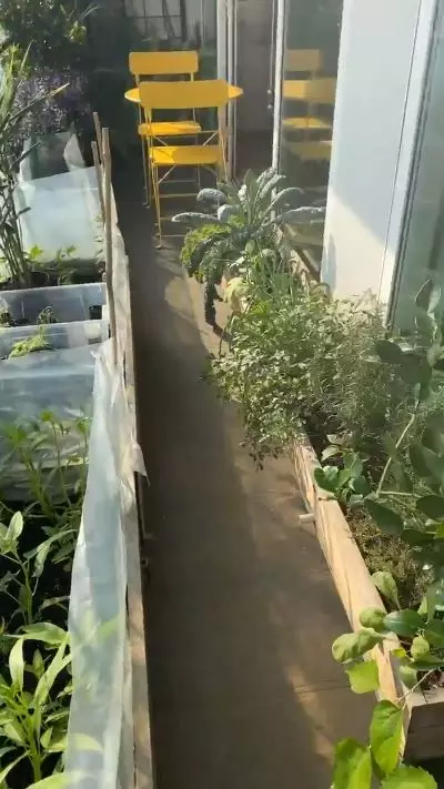 kebun apartemen daniel © Instagram kebun apartemen daniel © Instagram