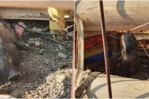 Viral penangkapan diduga babi ngepet di Depok, ini 5 faktanya