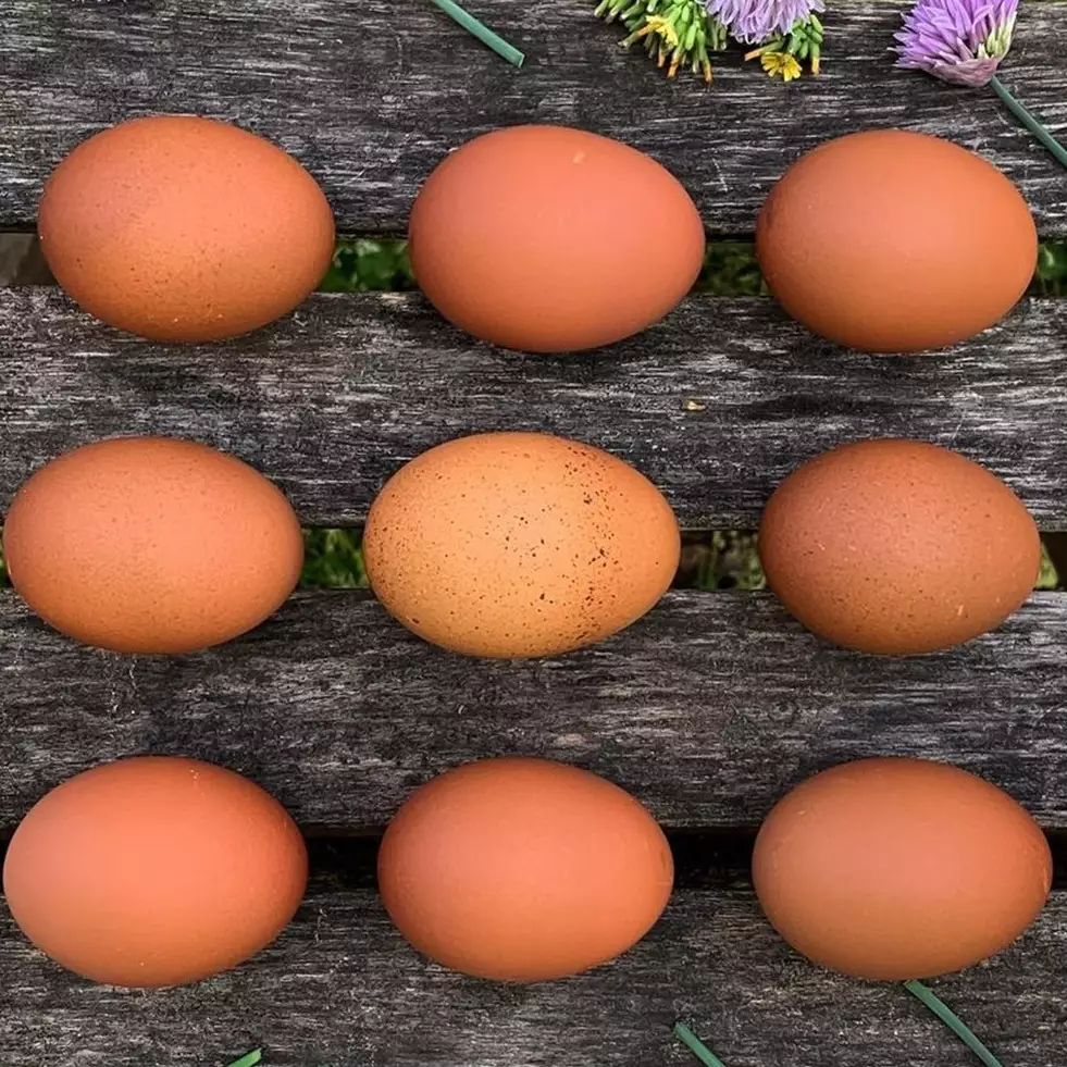 Telur ayam dan bebek, mana yang lebih bernutrisi?