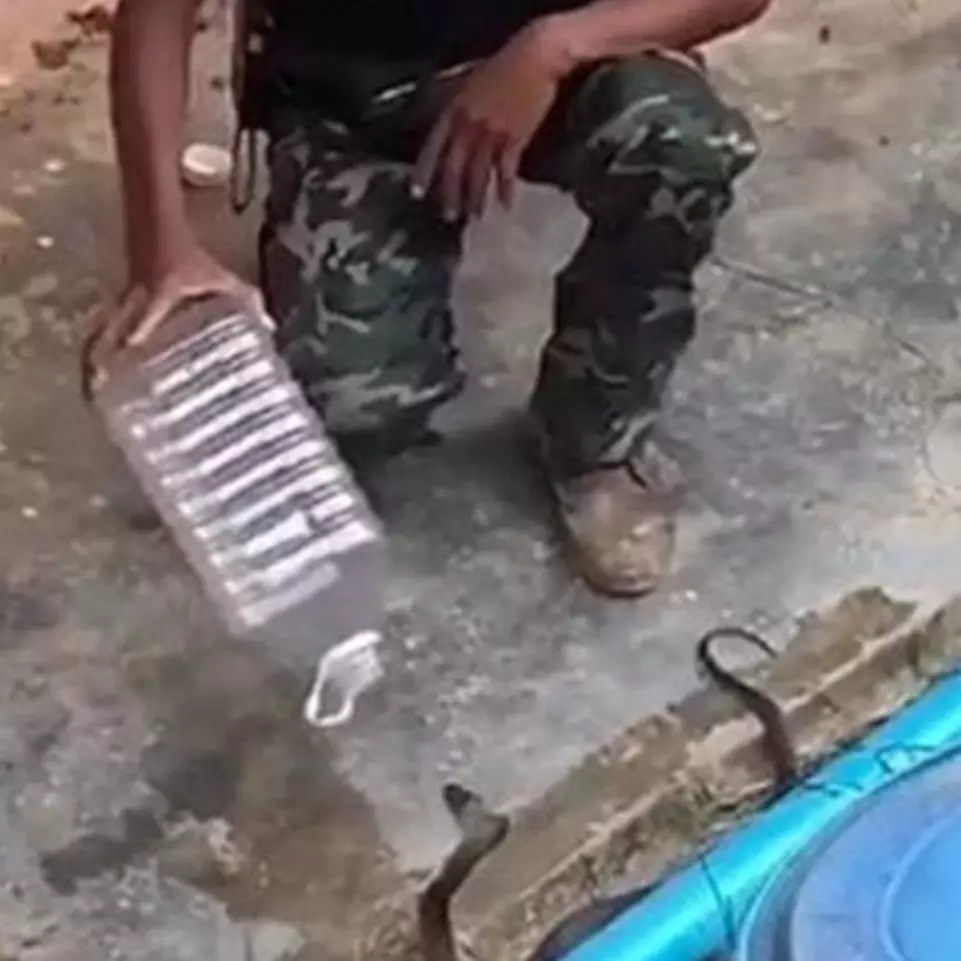 Viral video orang tangkap ular dengan botol, bikin tegang
