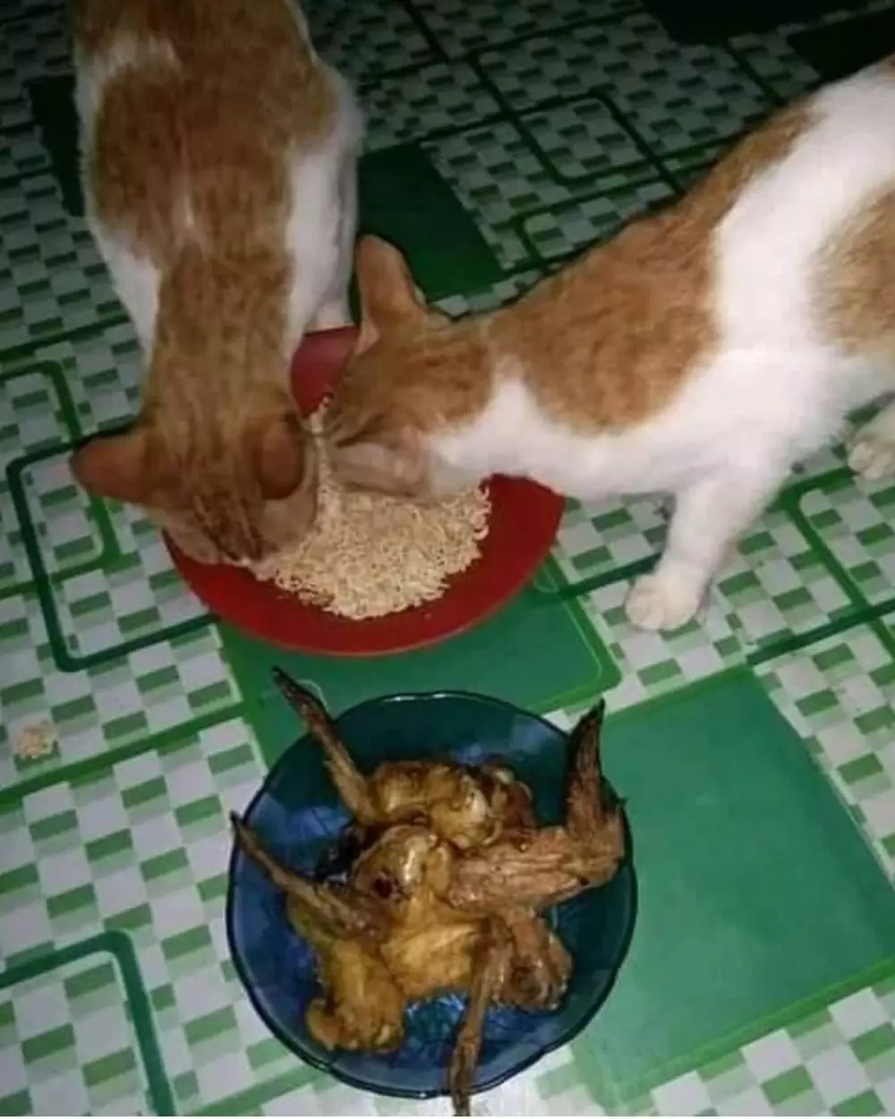 makan bareng kucing © 2021 berbagai sumber makan bareng kucing © 2021 berbagai sumber