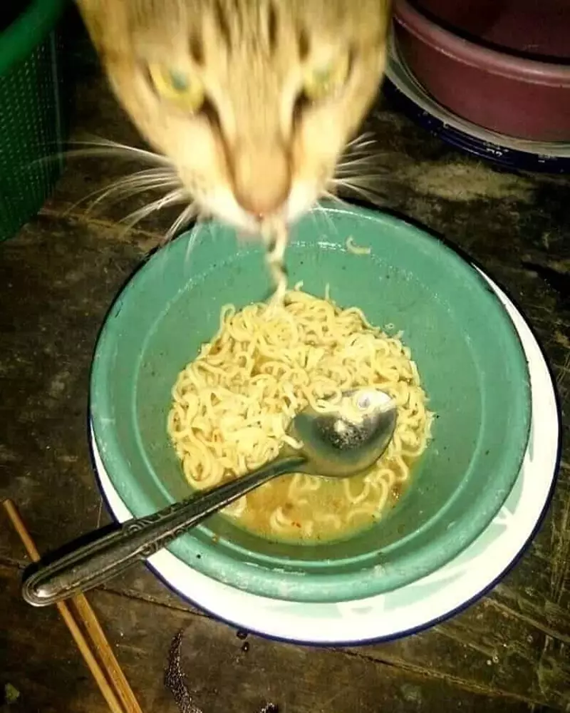 makan bareng kucing © 2021 berbagai sumber makan bareng kucing © 2021 berbagai sumber