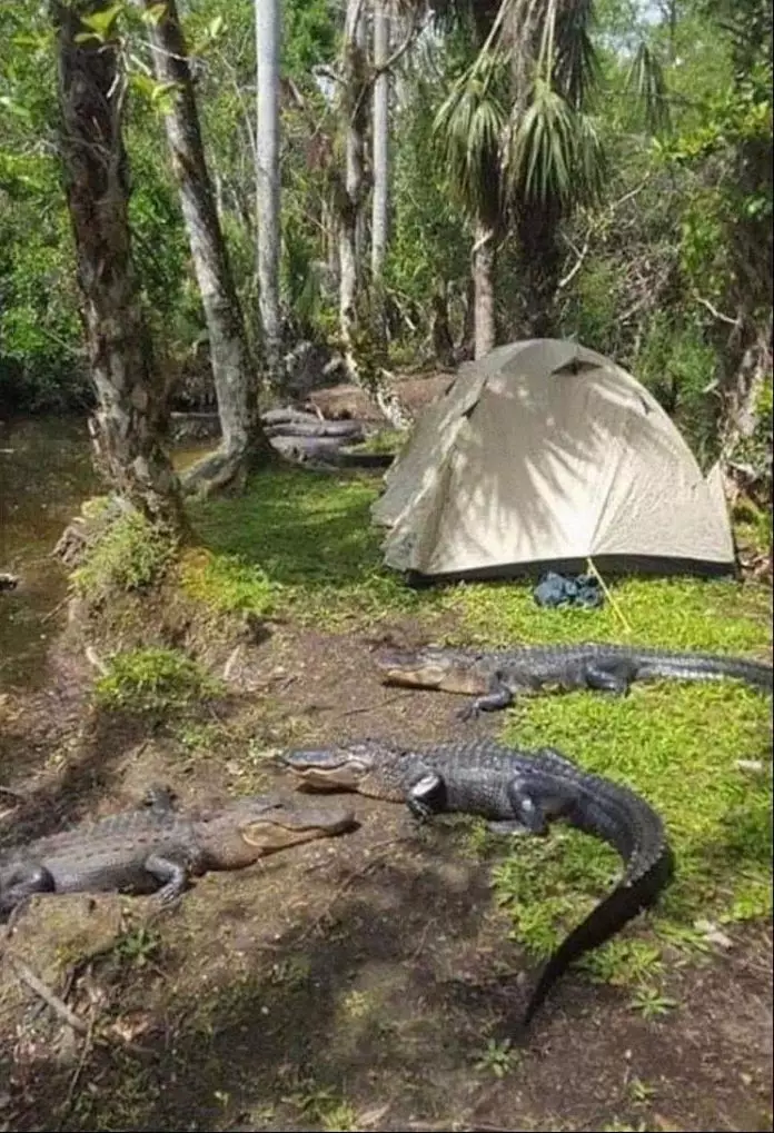 momen saat camping © 2021 Berbagai sumber