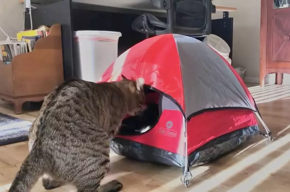 momen saat camping © 2021 Berbagai sumber