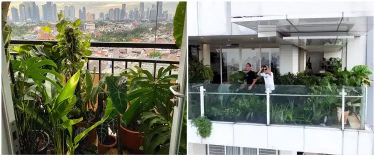 Penampakan kebun 7 seleb di balkon, milik Daniel Mananta penuh sayuran