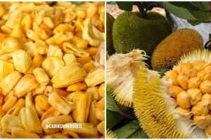 Sering dianggap sama, ini 4 perbedaan buah nangka dan cempedak