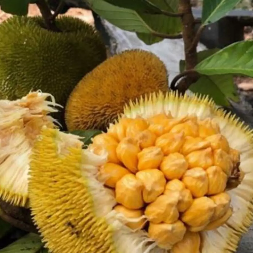 Sering dianggap sama, ini 4 perbedaan buah nangka dan cempedak
