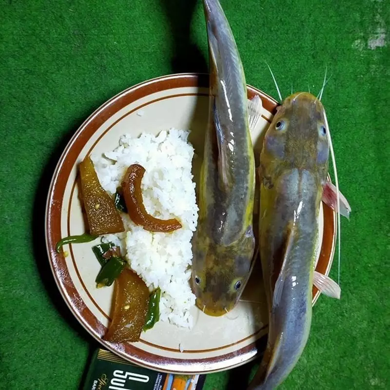 makan ngirit pakai ikan © 2021 berbagai sumber