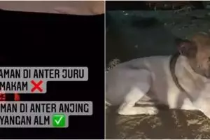Viral kisah anjing antar peziarah ke makam tuannya, penuh haru