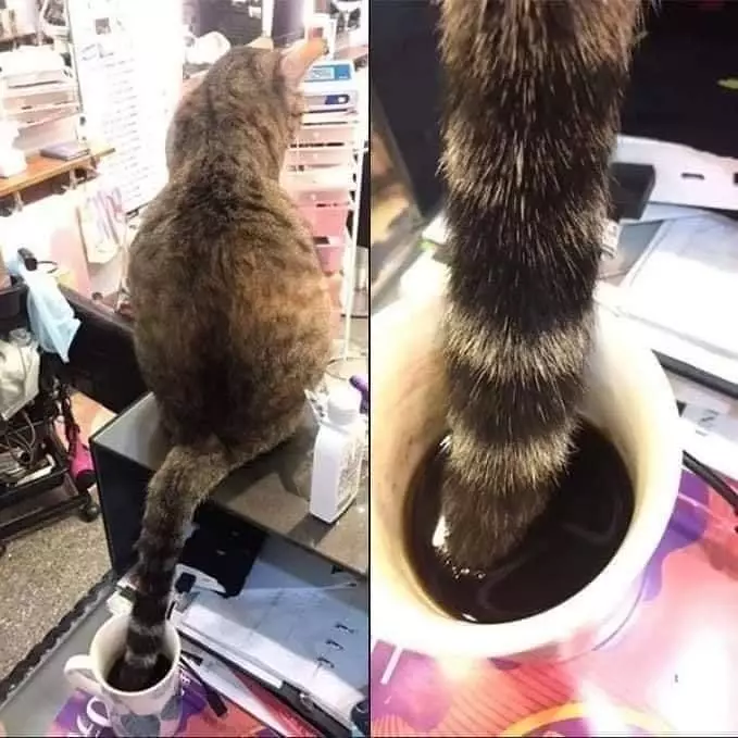 Momen apes minuman diganggu hewan © berbagai sumber Momen apes minuman diganggu hewan © berbagai sumber
