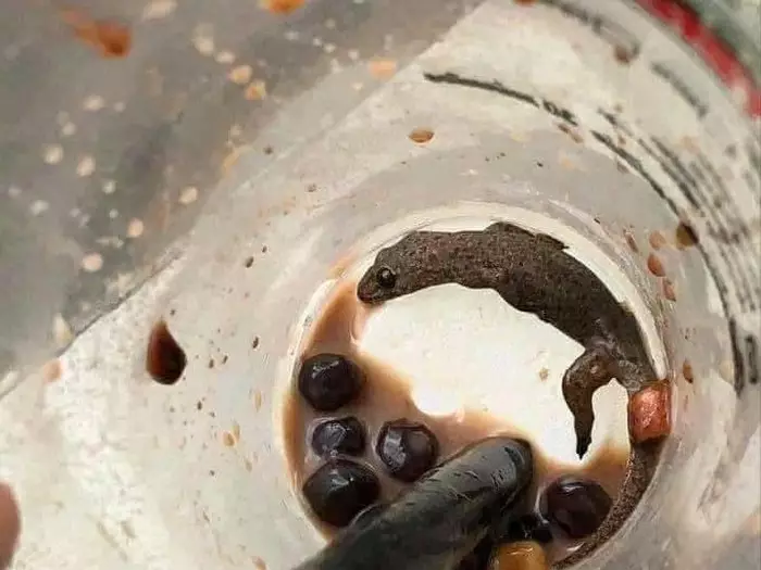 Momen apes minuman diganggu hewan © berbagai sumber Momen apes minuman diganggu hewan © berbagai sumber