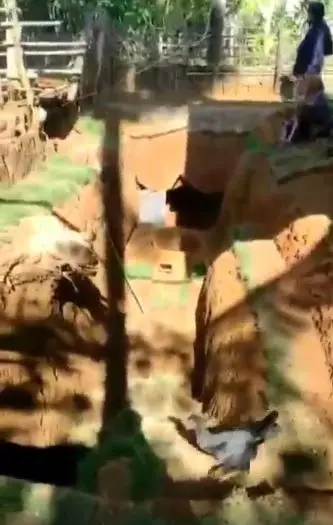 kakek buat rumah bawah tanah Instagram kakek buat rumah bawah tanah Instagram