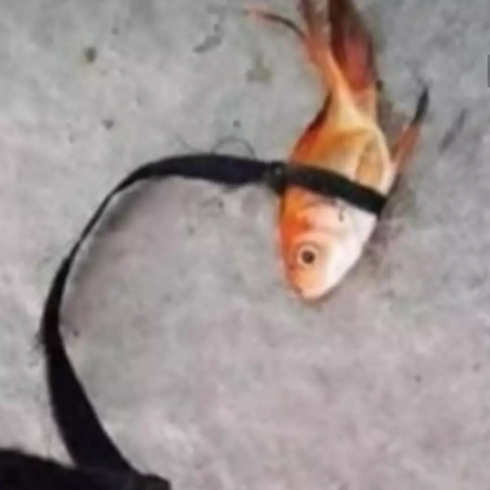 ikan peliharaan nyeleneh © 2021 Instagram ikan peliharaan nyeleneh © 2021 Instagram