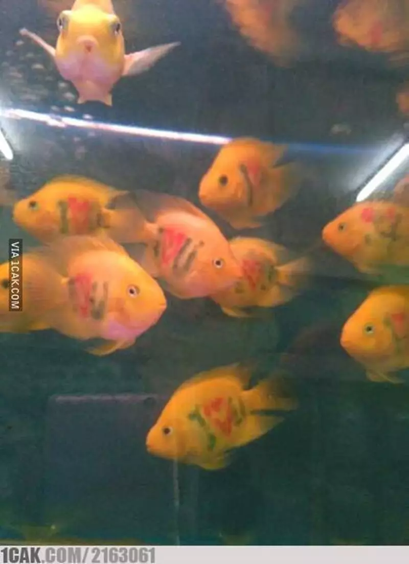 ikan peliharaan nyeleneh © 2021 Instagram ikan peliharaan nyeleneh © 2021 Instagram