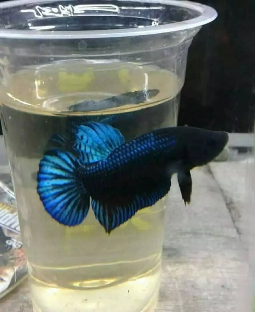 ikan peliharaan nyeleneh © 2021 Instagram ikan peliharaan nyeleneh © 2021 Instagram