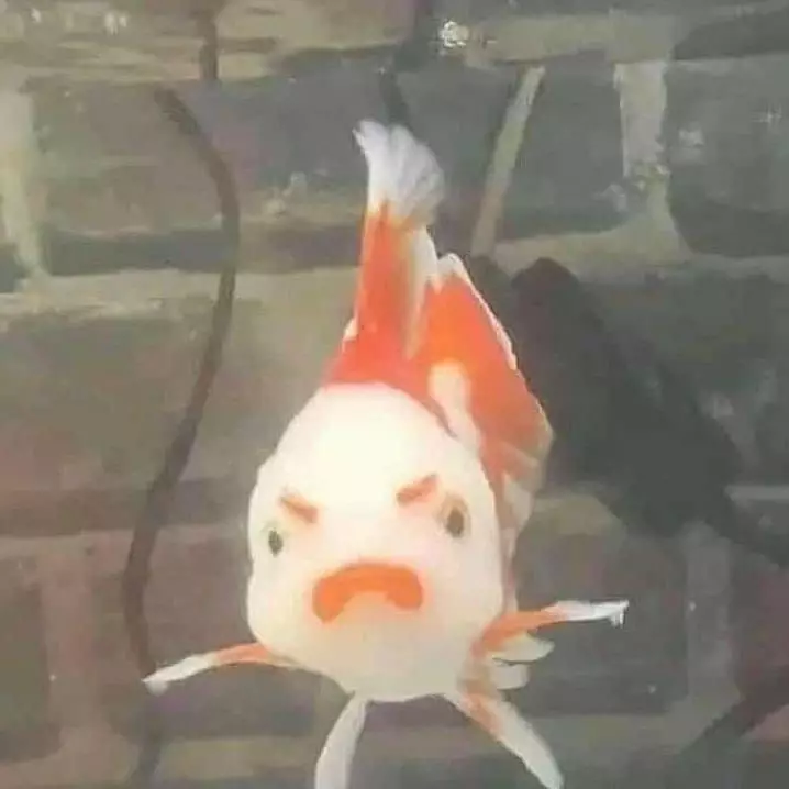 ikan peliharaan nyeleneh © 2021 Instagram ikan peliharaan nyeleneh © 2021 Instagram